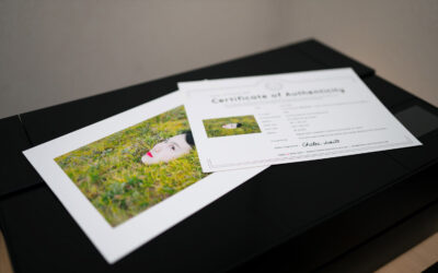 We started sending prints of Chika & Ichio Usui’s artwork.